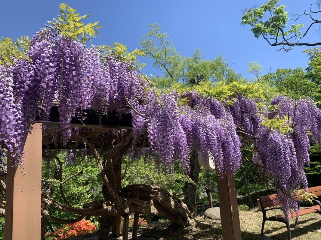 マジシャン 北海道旅⑫　小樽公園