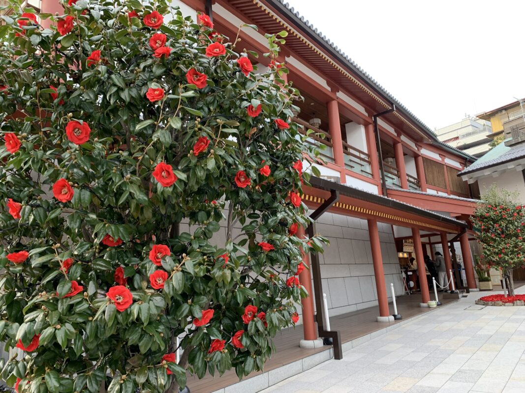 マジシャン四国旅　愛媛県 道後温泉別館「飛鳥乃温泉」